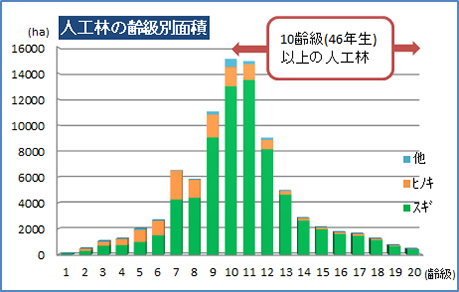 人工林の齢級別面積